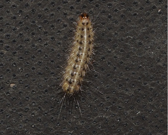 Bruco da ID: Spilosoma lubricipedum - Erebidae